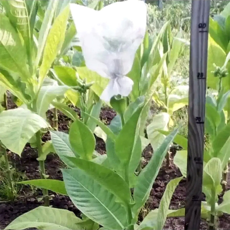 Tobacco seeds Sobolchski 15 - 50