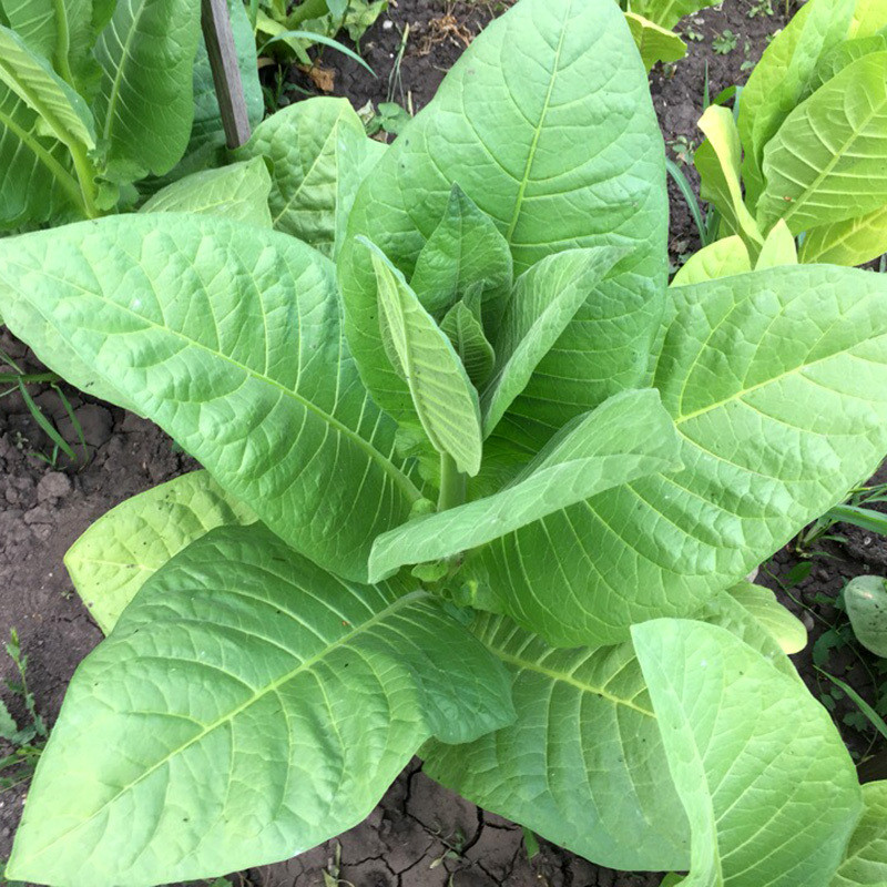 Tobacco seeds Sobolchski 15 - 50