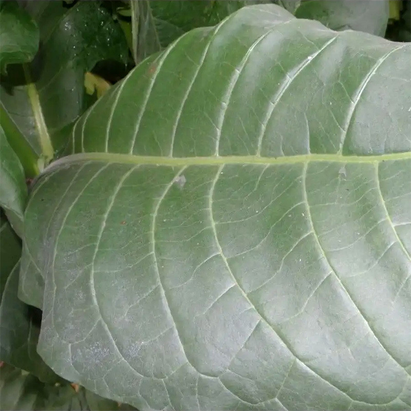 Tobacco seeds Sobolchski 15 - 50