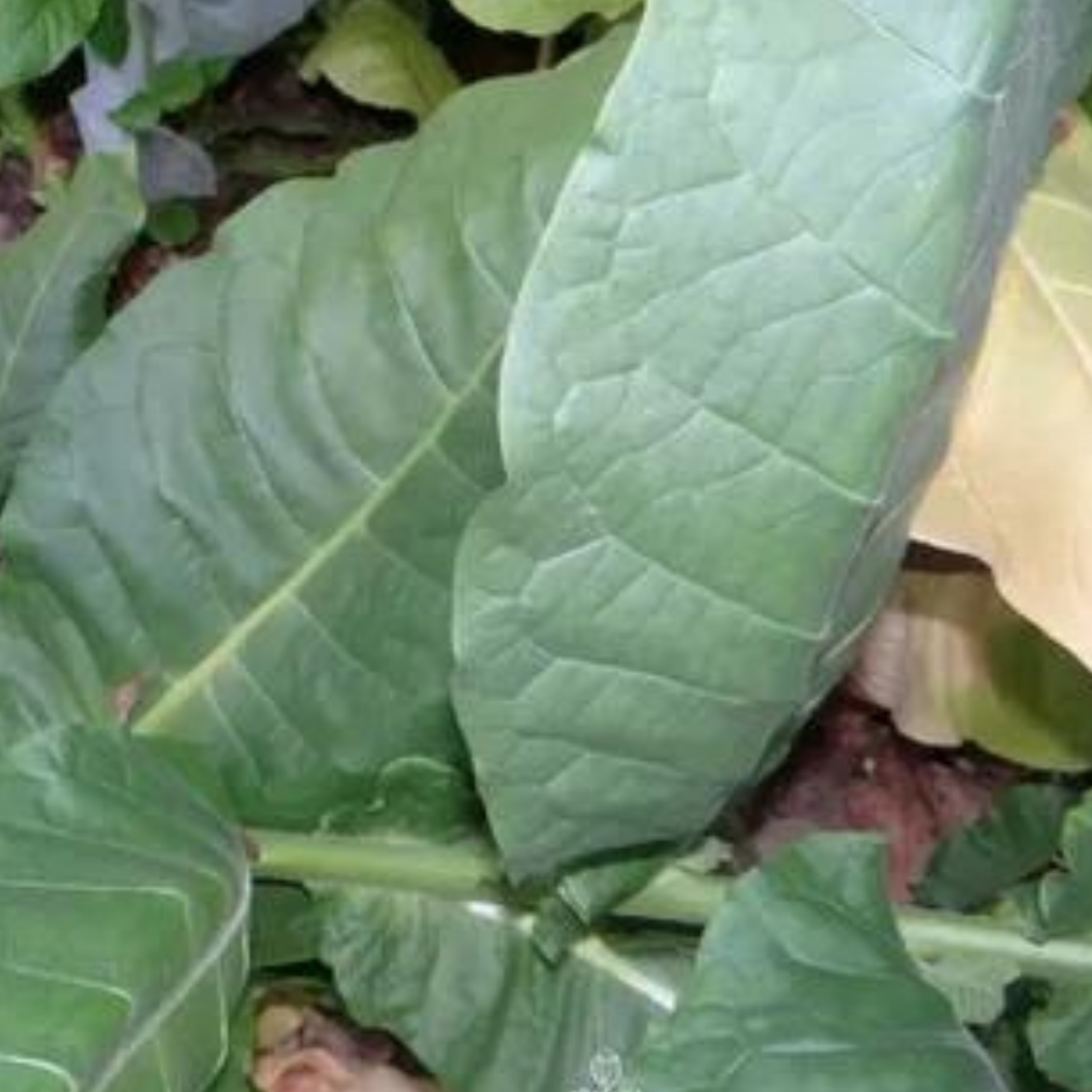 Tobacco seeds Sobolchski 15 - 50