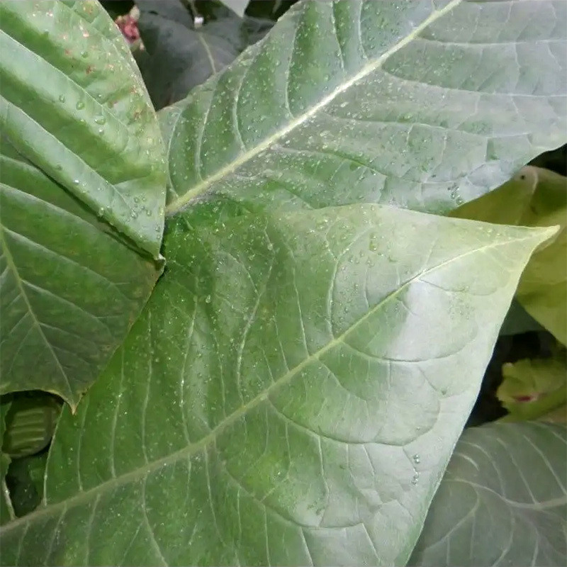 Tobacco seeds Sobolchski 15 - 50