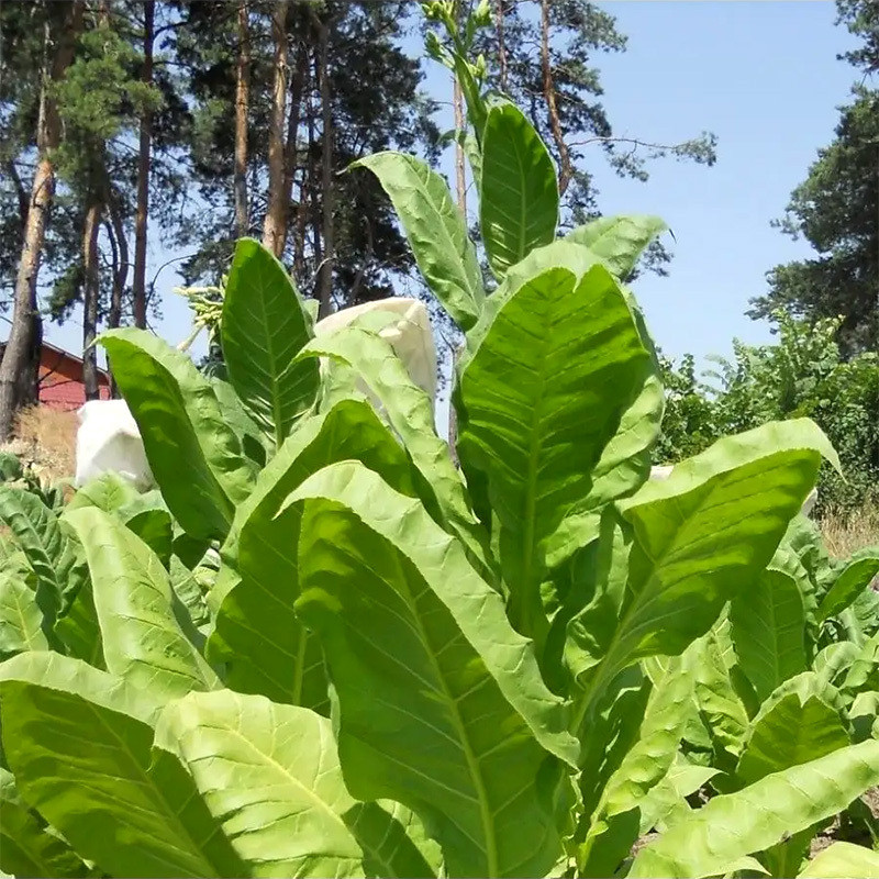 Tobacco seeds - Coker 344 - 100