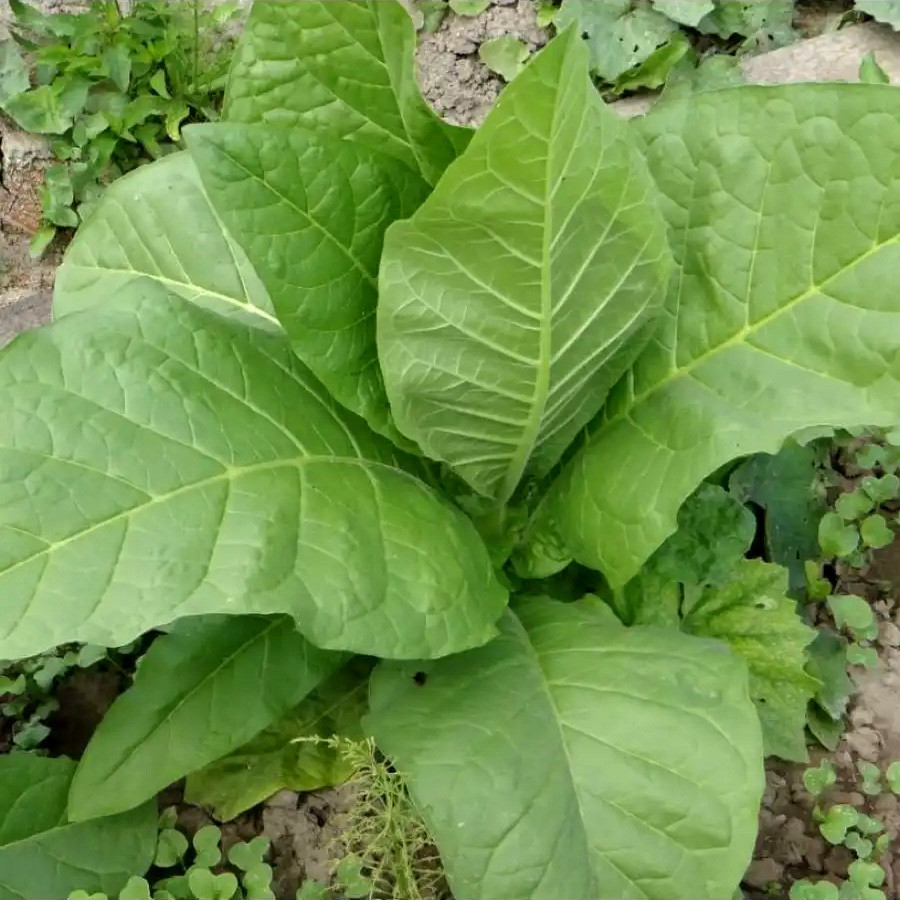 Tobacco seeds - Immune 0580 - 100