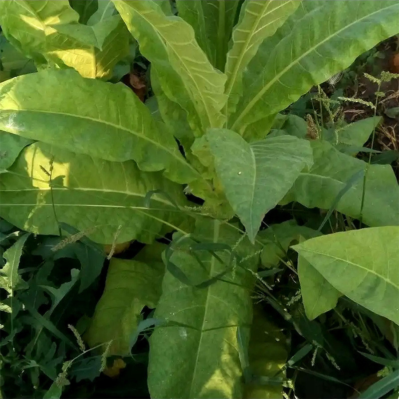 Tobacco seeds - Immune 0580 - 100