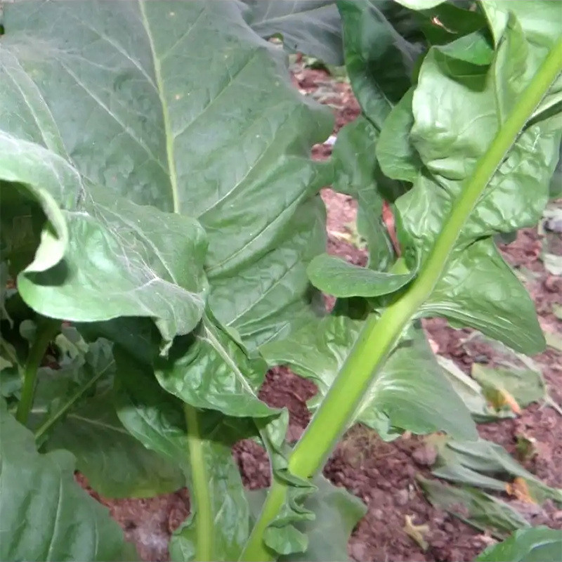 Tobacco seeds - Immune 0580 - 100