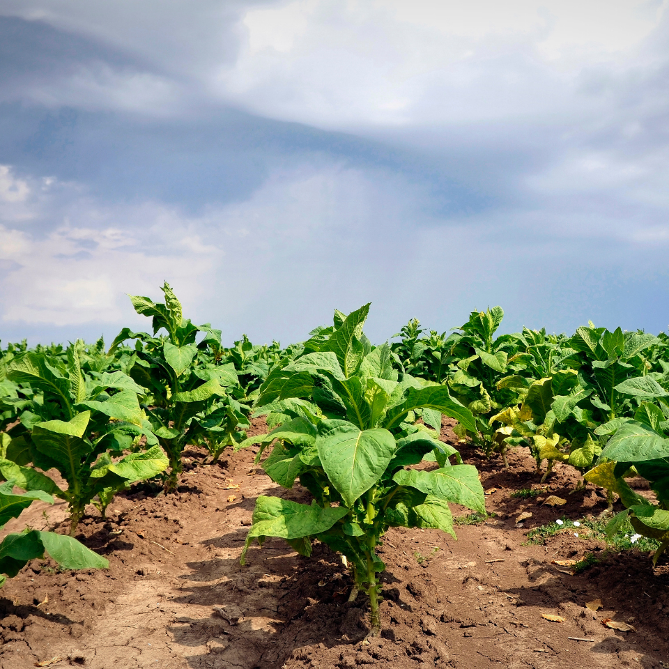 Tobacco seeds - Immune 0580 - 100