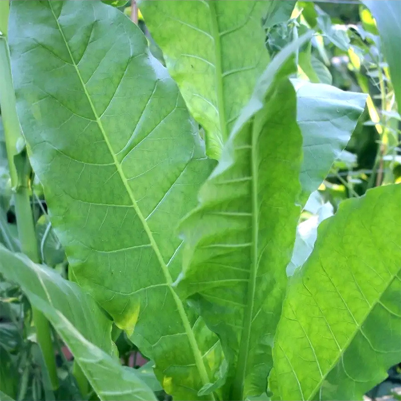 Tobacco seeds - Immune 0580 - 100