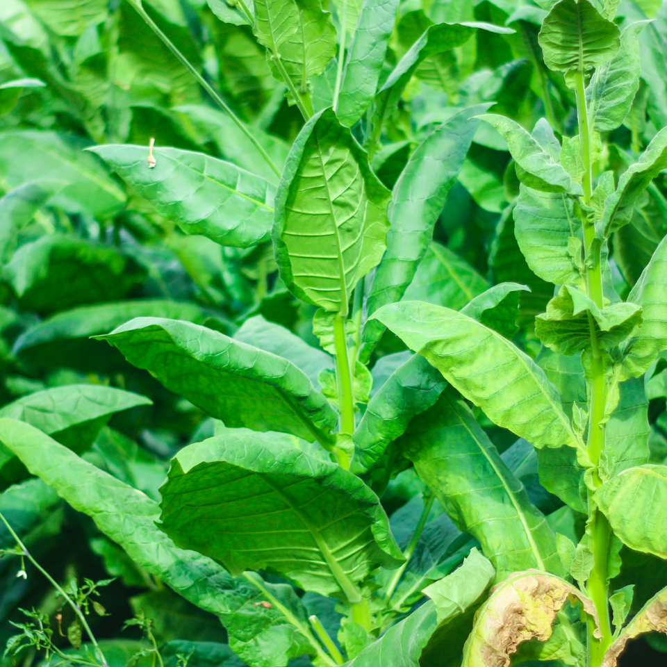 Tobacco seeds - Mandjurka - 100