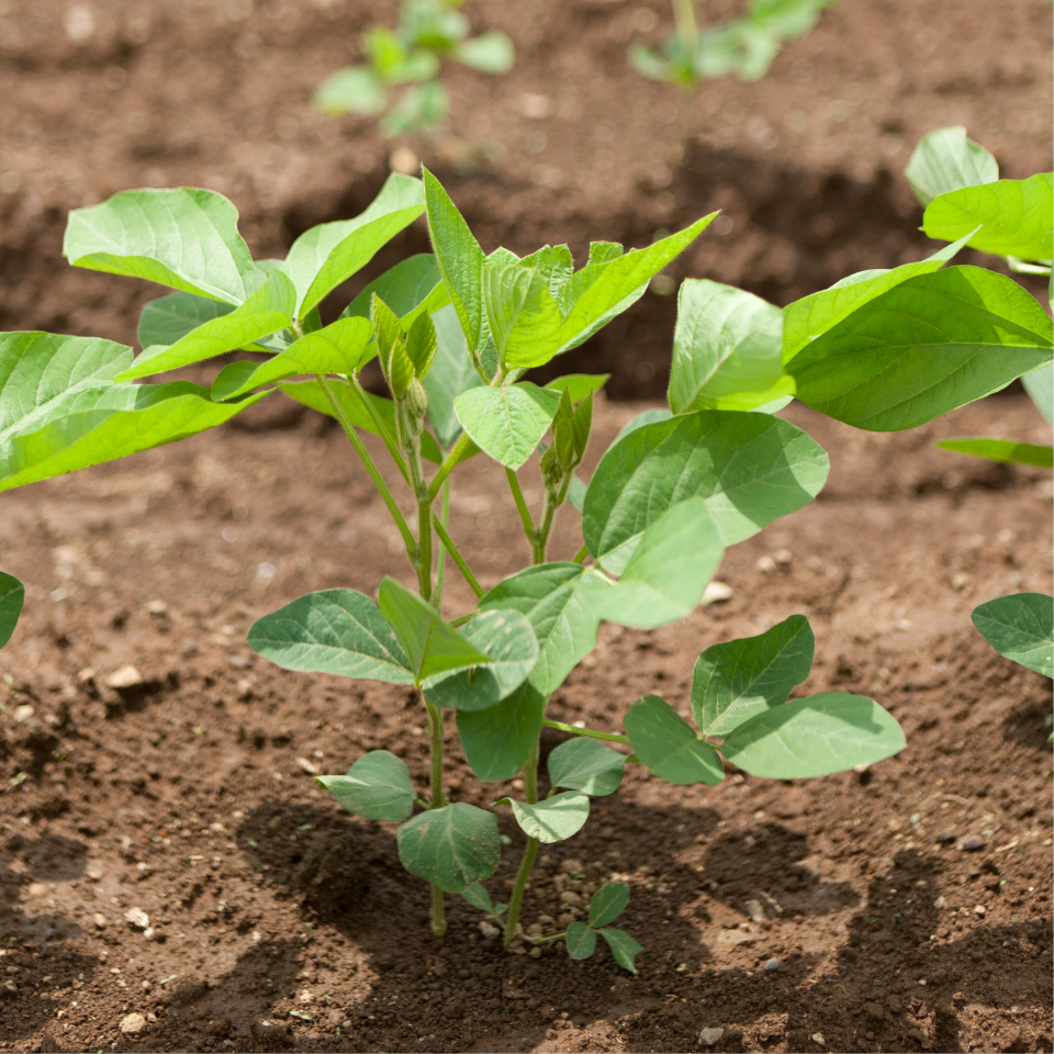Tobacco seeds - Mandjurka - 100