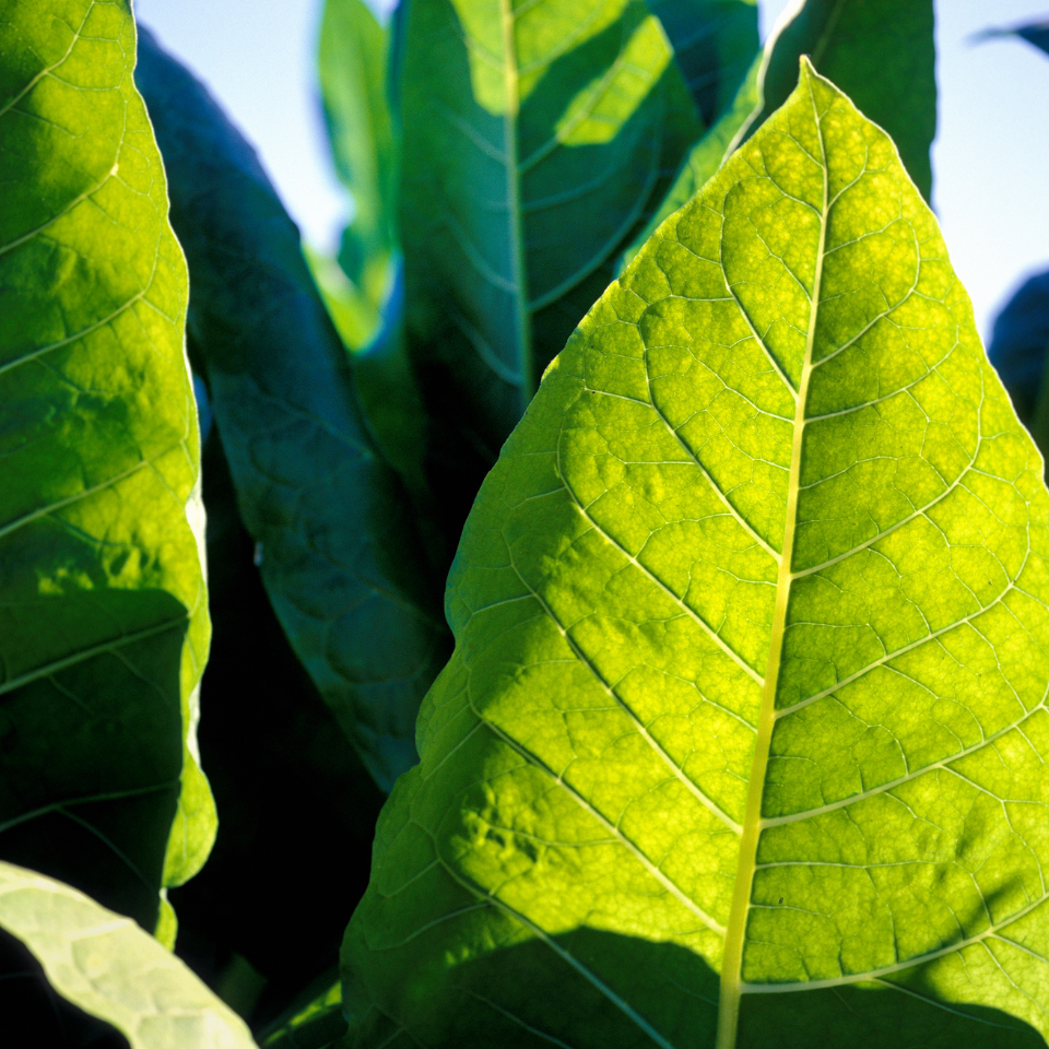 Tobacco seeds - Mandjurka - 100