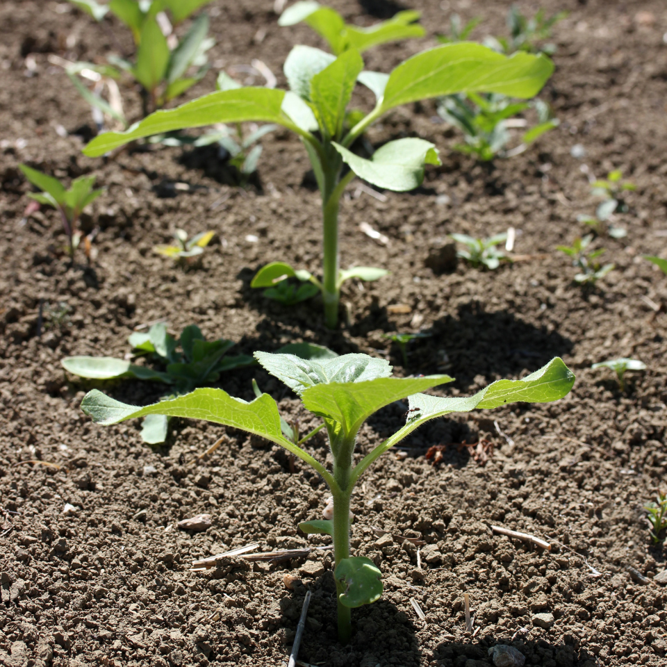 Tobacco seeds - Mandjurka - 100