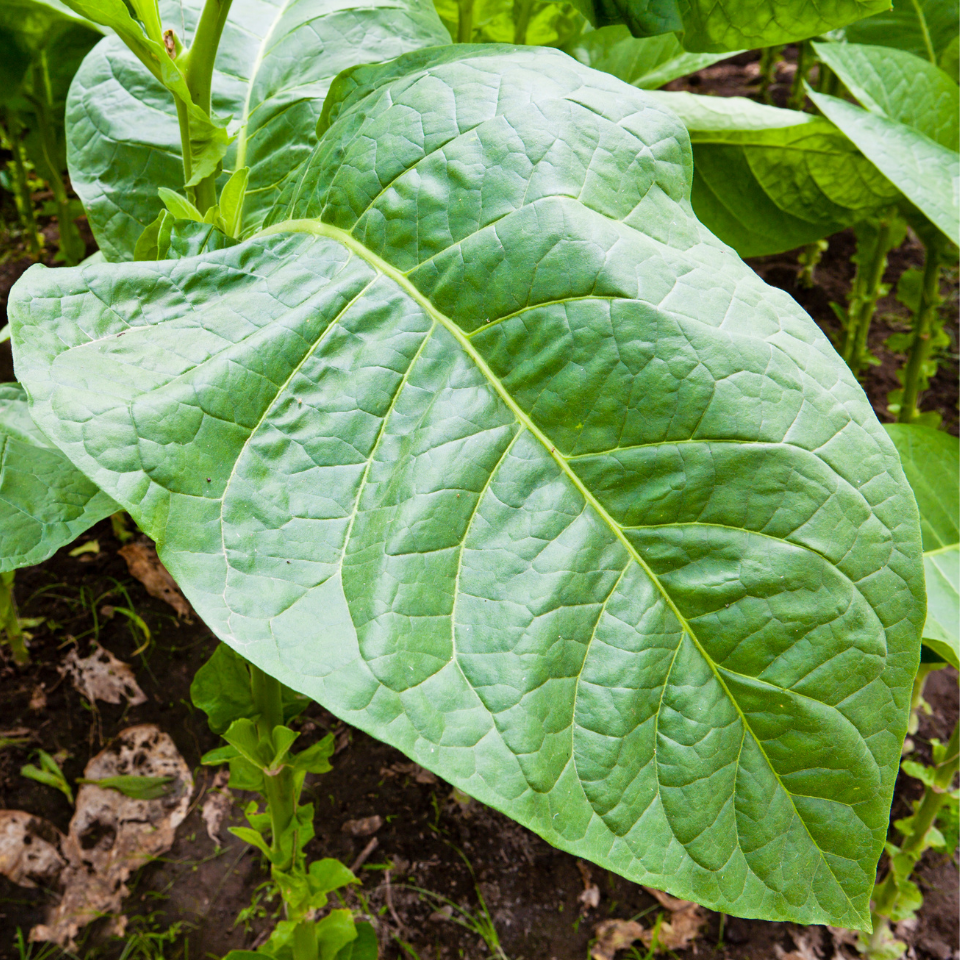 Tobacco seeds - Mandjurka - 100