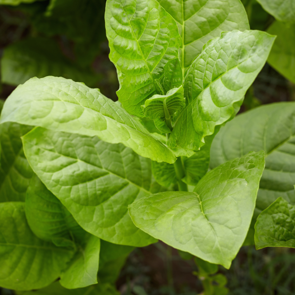 Tobacco seeds - Mandjurka - 100