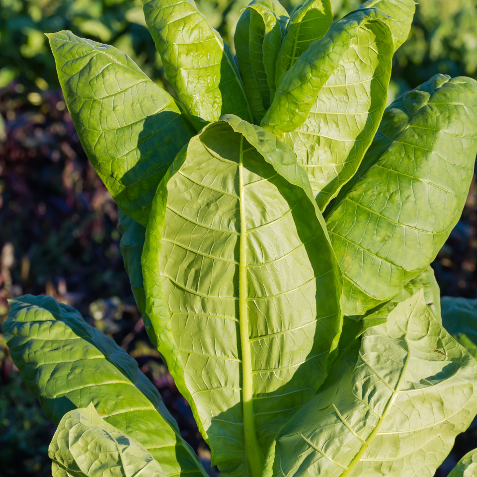 Tobacco seeds - Mandjurka - 100