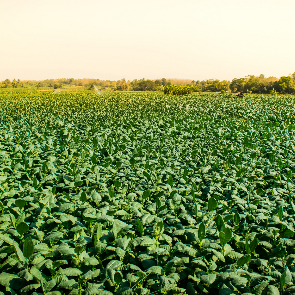 Tobacco seeds - Southern Beauty - 300