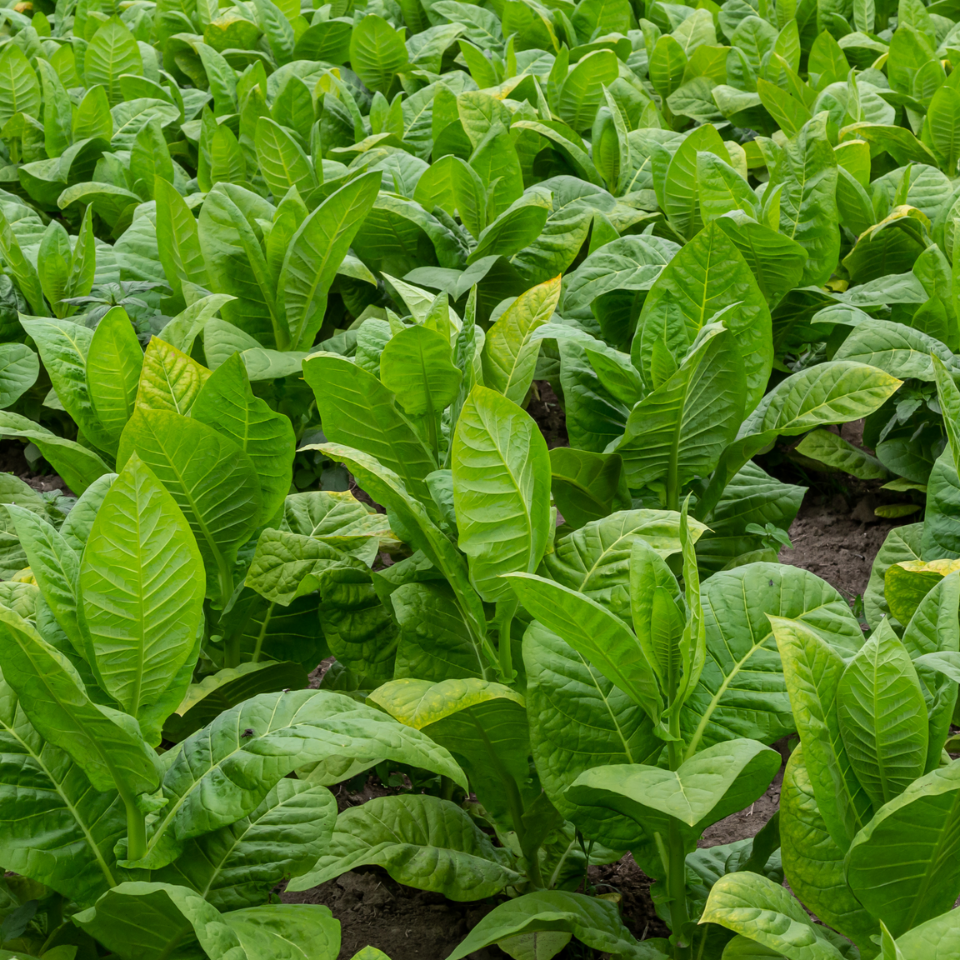 Tobacco seeds - Virginia Gold America - 50