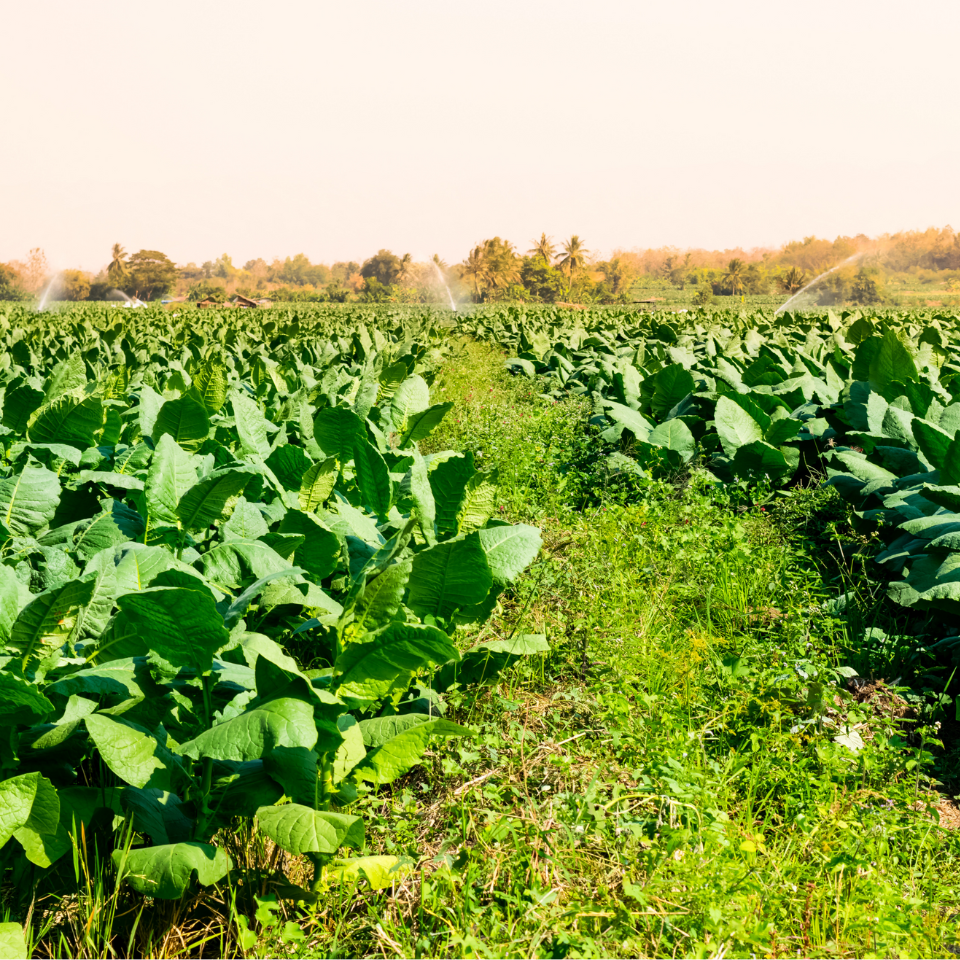 Tobacco seeds - Virginia Gold America - 50