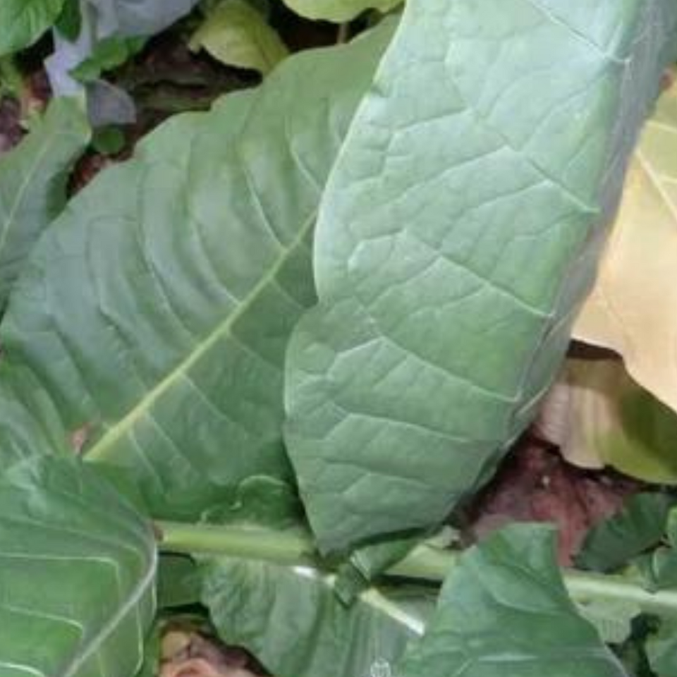 Tobacco seeds - Virginia Gold Germany - 100