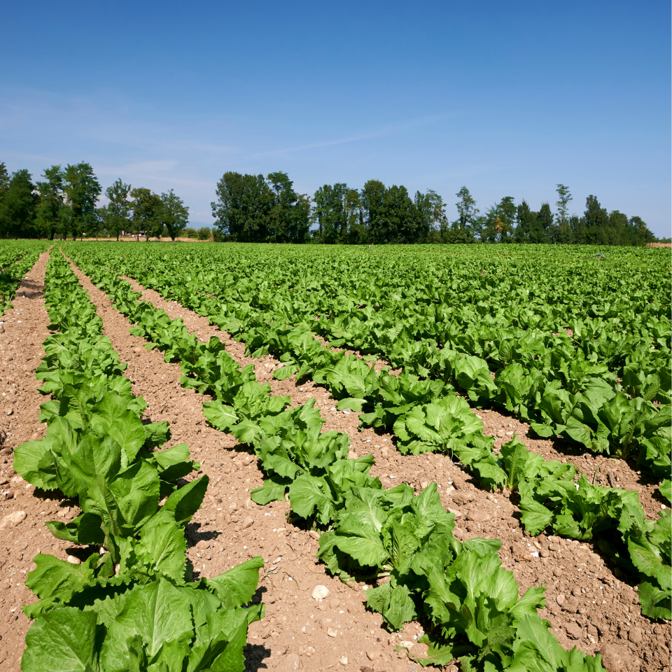 Tobacco seeds - Virginia Gold Germany - 100