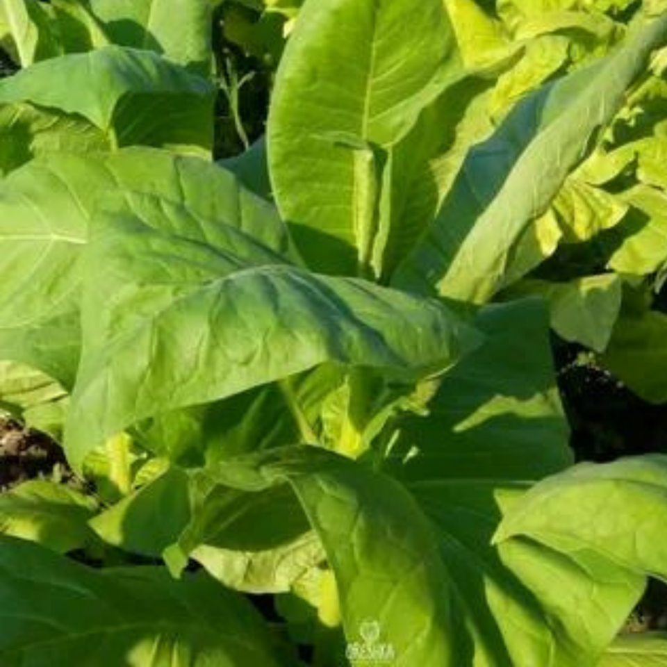 Tobacco seeds - Virginia Gold Germany - 100