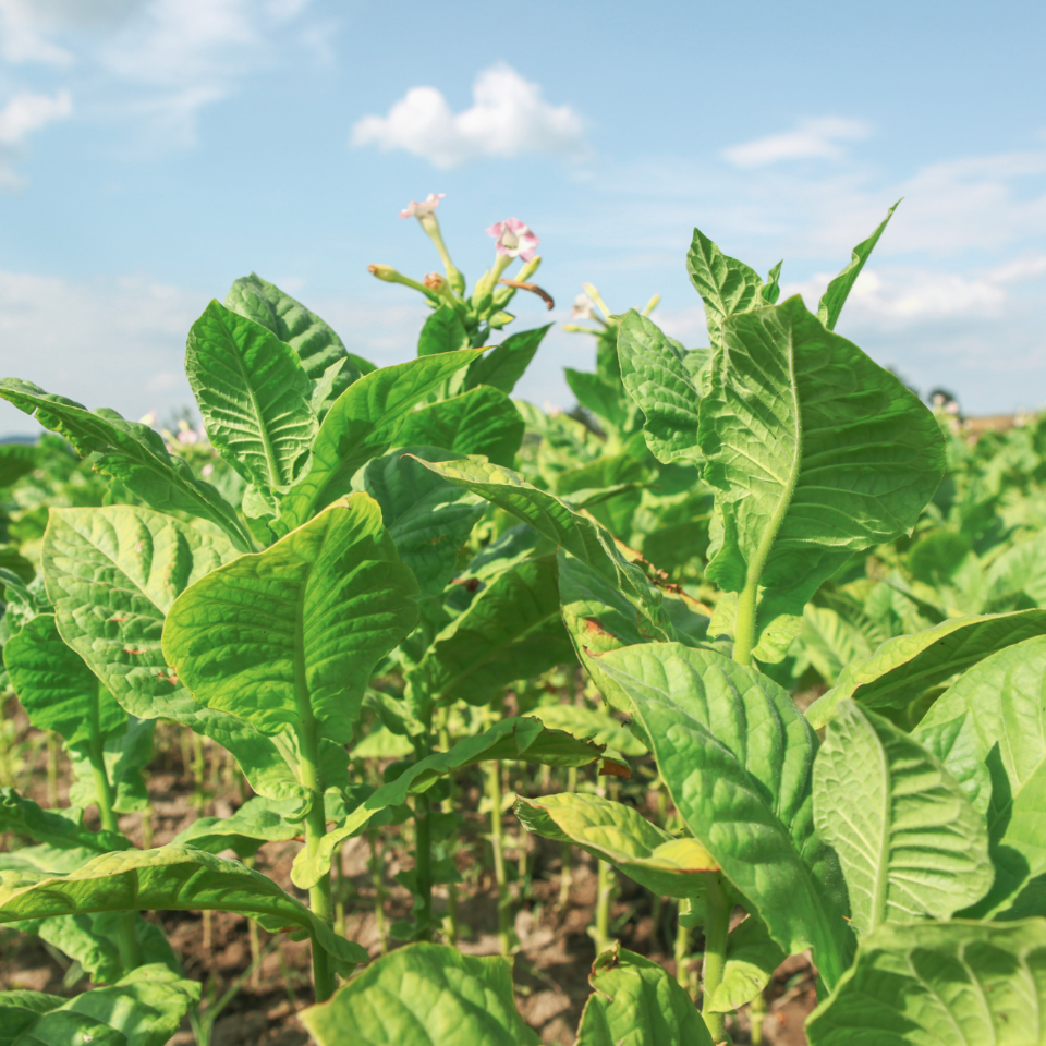 Tobacco seeds - Virginia Gold Germany - 100