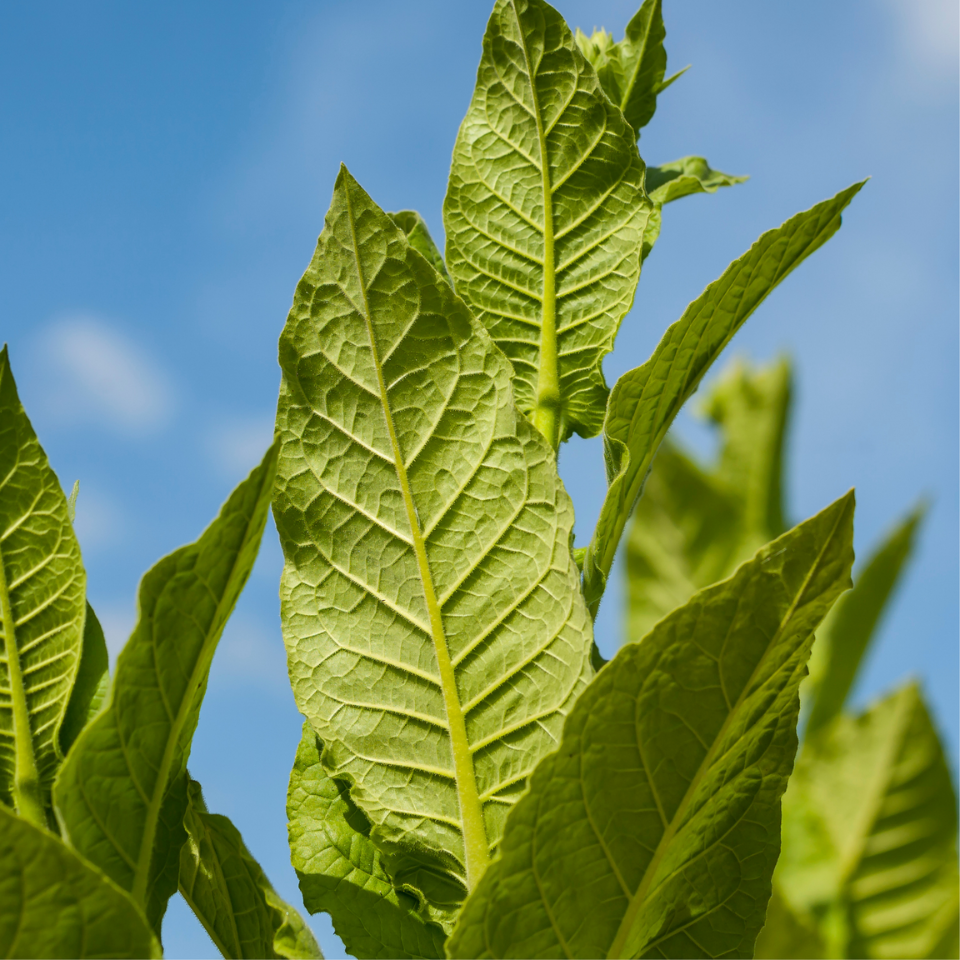 Tobacco seeds - Virginia Gold Poland - 100