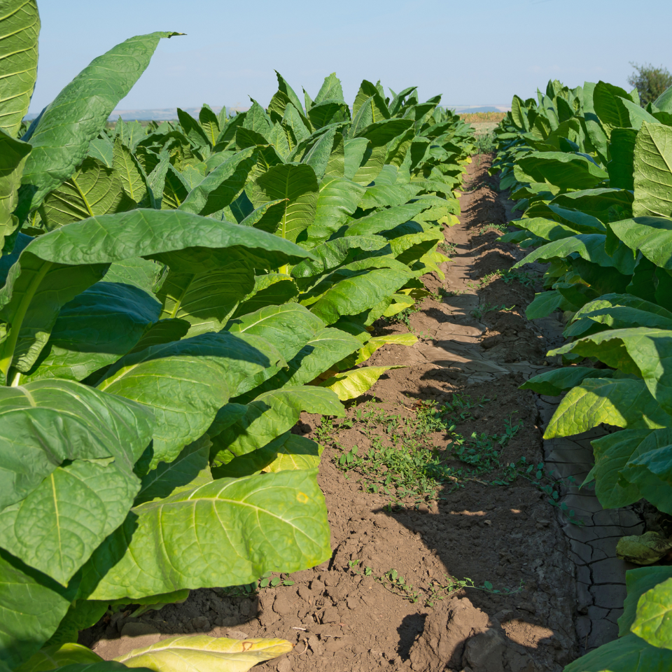 Tobacco seeds - Virginia Gold Poland - 100