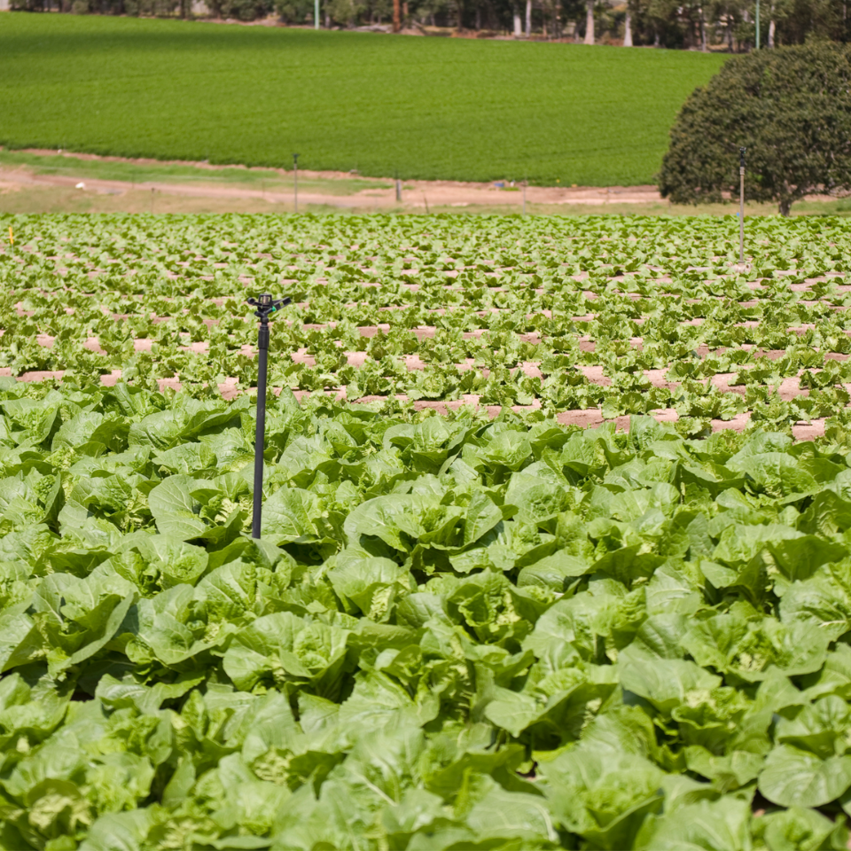 Tobacco seeds - Burley Panama - 100