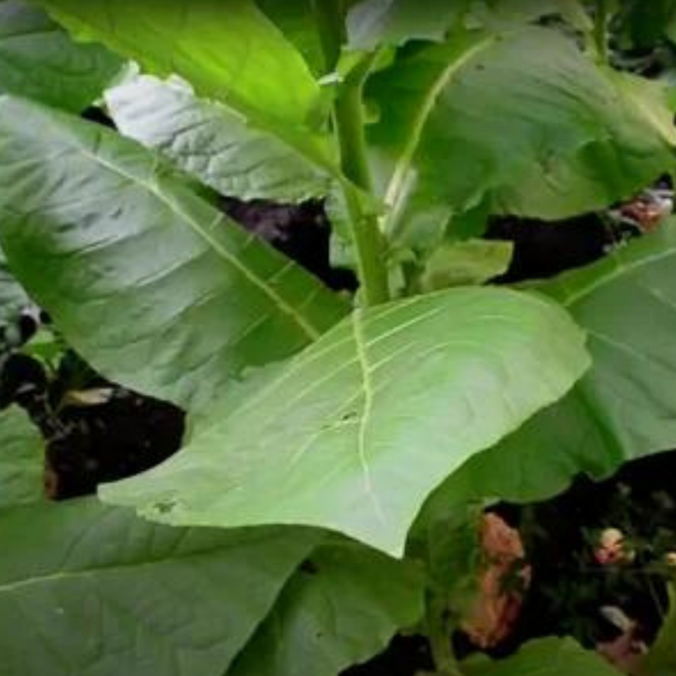 Tobacco seeds - Burley Panama - 100