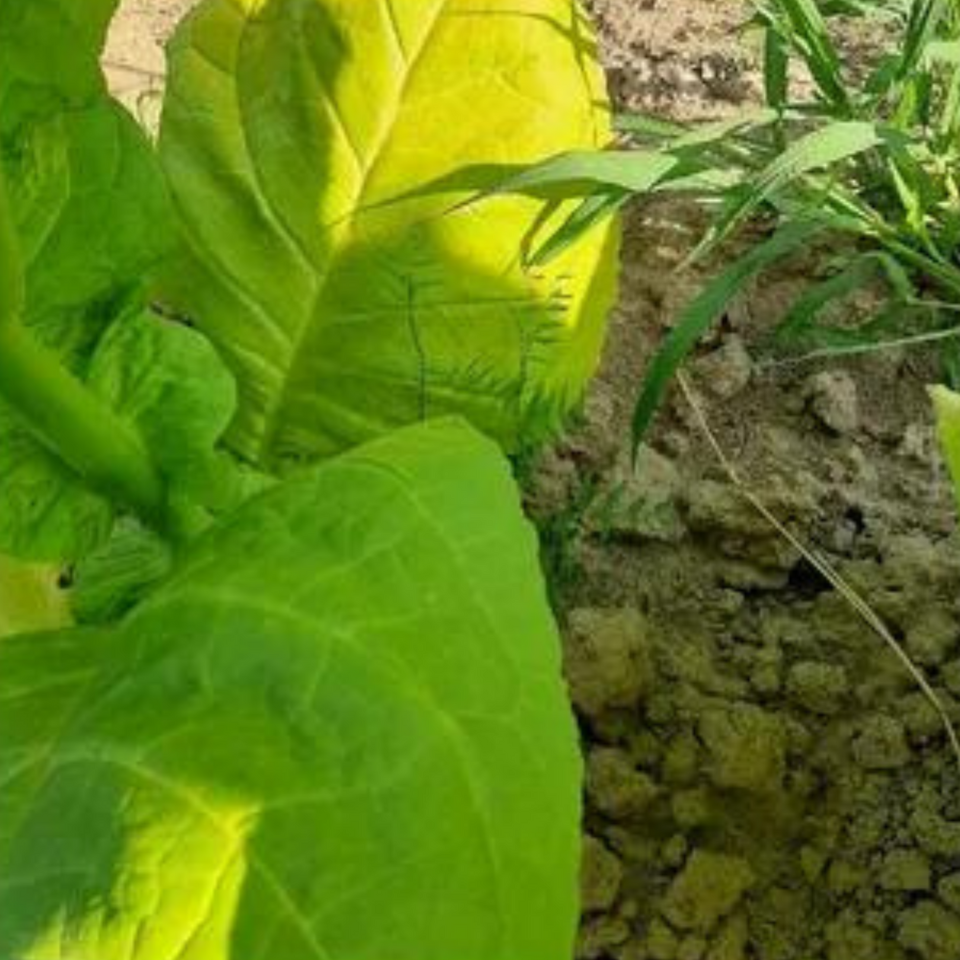 Tobacco seeds - Burley Panama - 100
