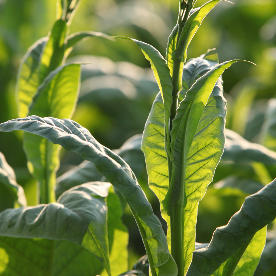 Tobacco seeds - Burley Panama - 100