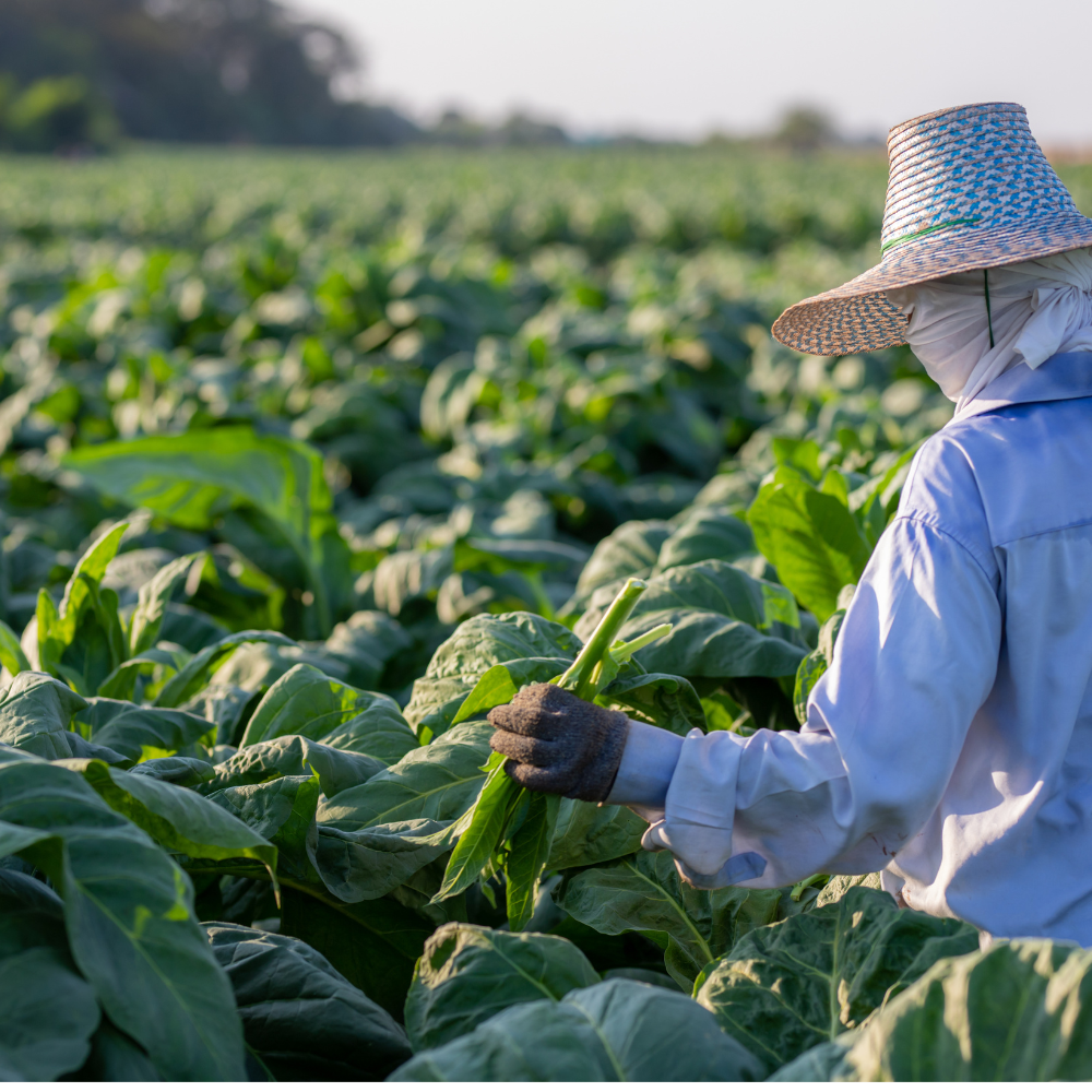 Tobacco seeds Samsun - 100