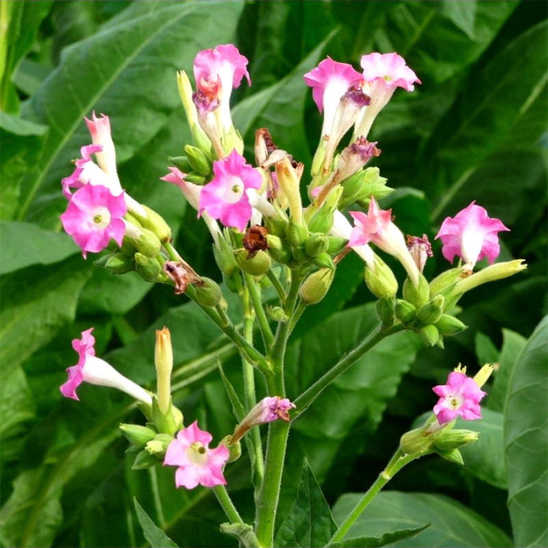 Tobacco seeds Samsun - 100
