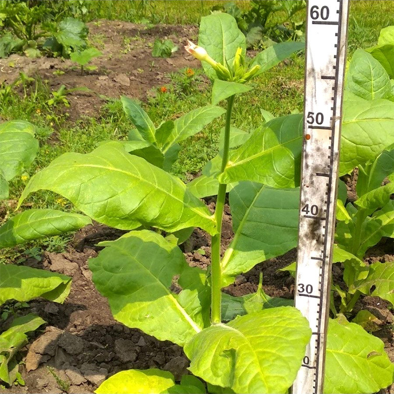 Tobacco seeds Samsun - 100