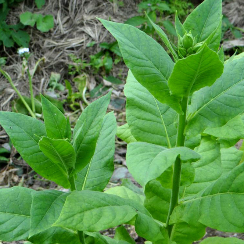 Tobacco seeds Samsun - 100