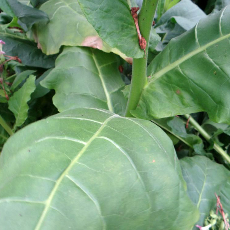 Tobacco seeds Samsun - 100
