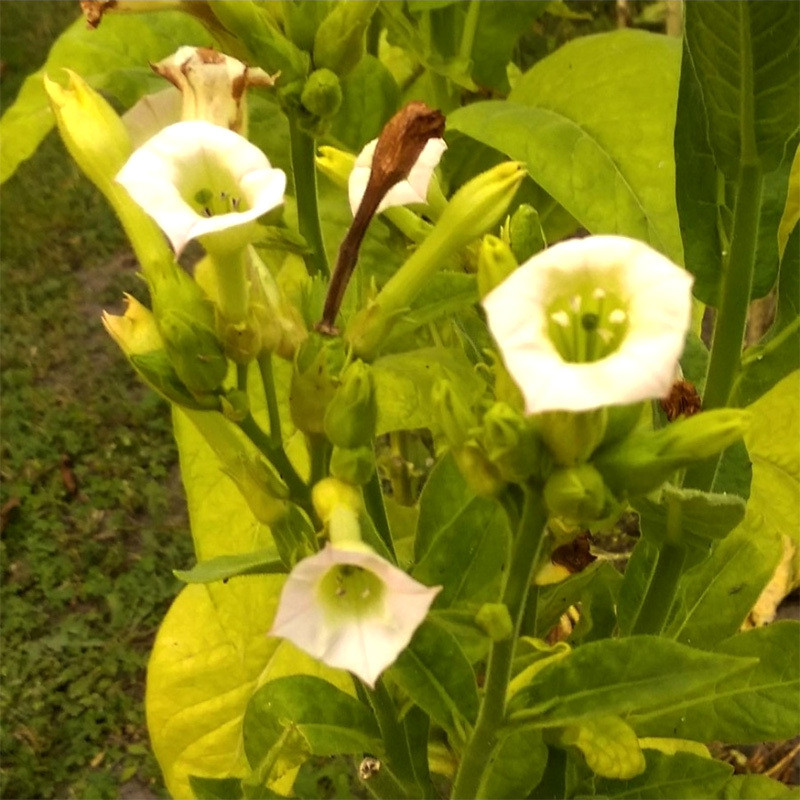 Tobacco seeds Samsun - 100