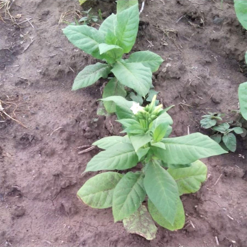 Tobacco seeds Samsun - 100