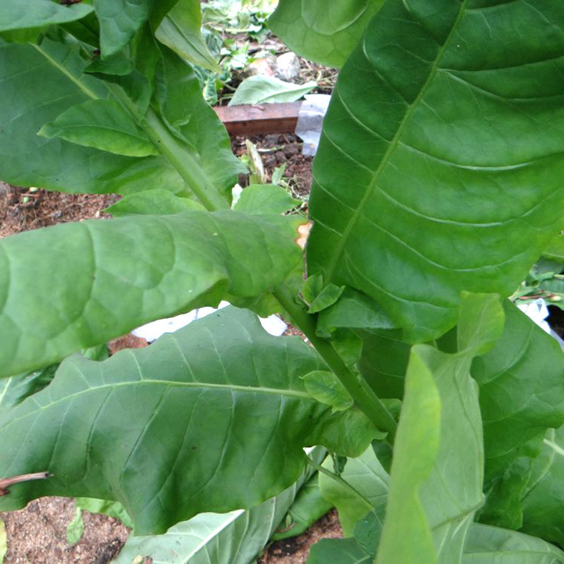 Tobacco seeds Samsun - 100