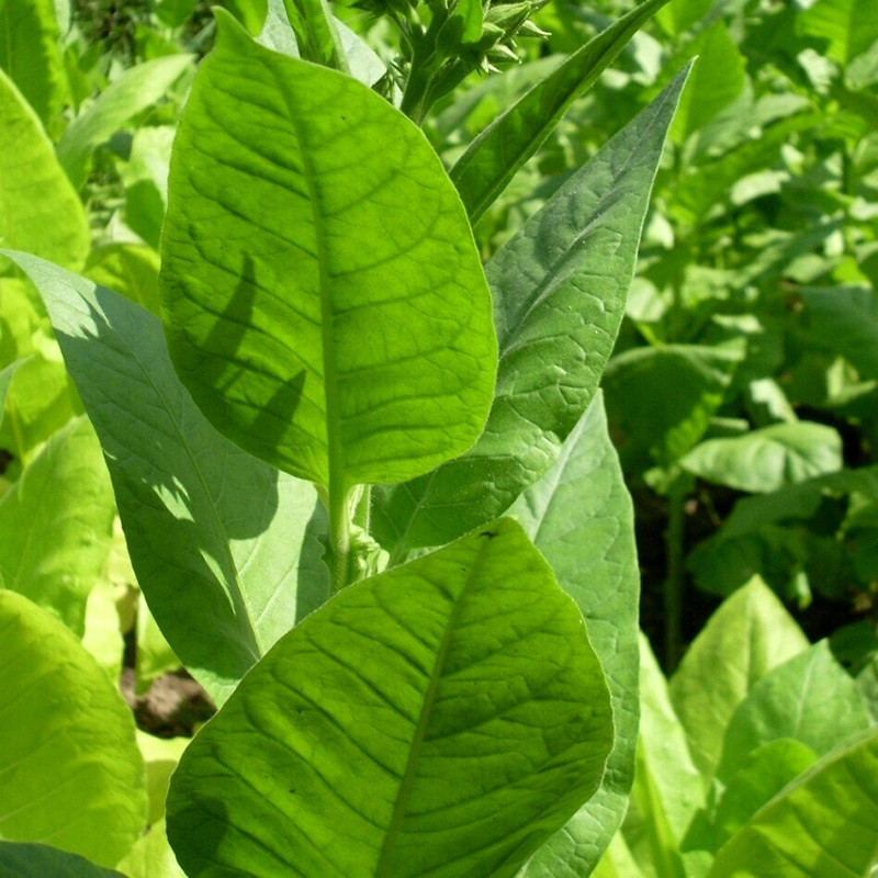 Tobacco seeds Samsun - 100