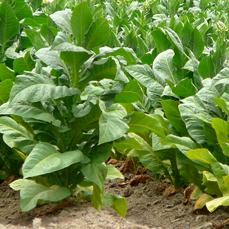 Tobacco seeds Samsun - 100