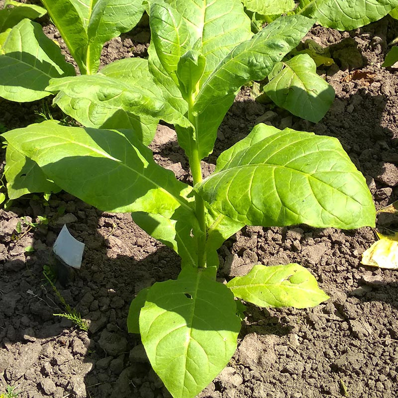 Tobacco seeds Samsun - 100