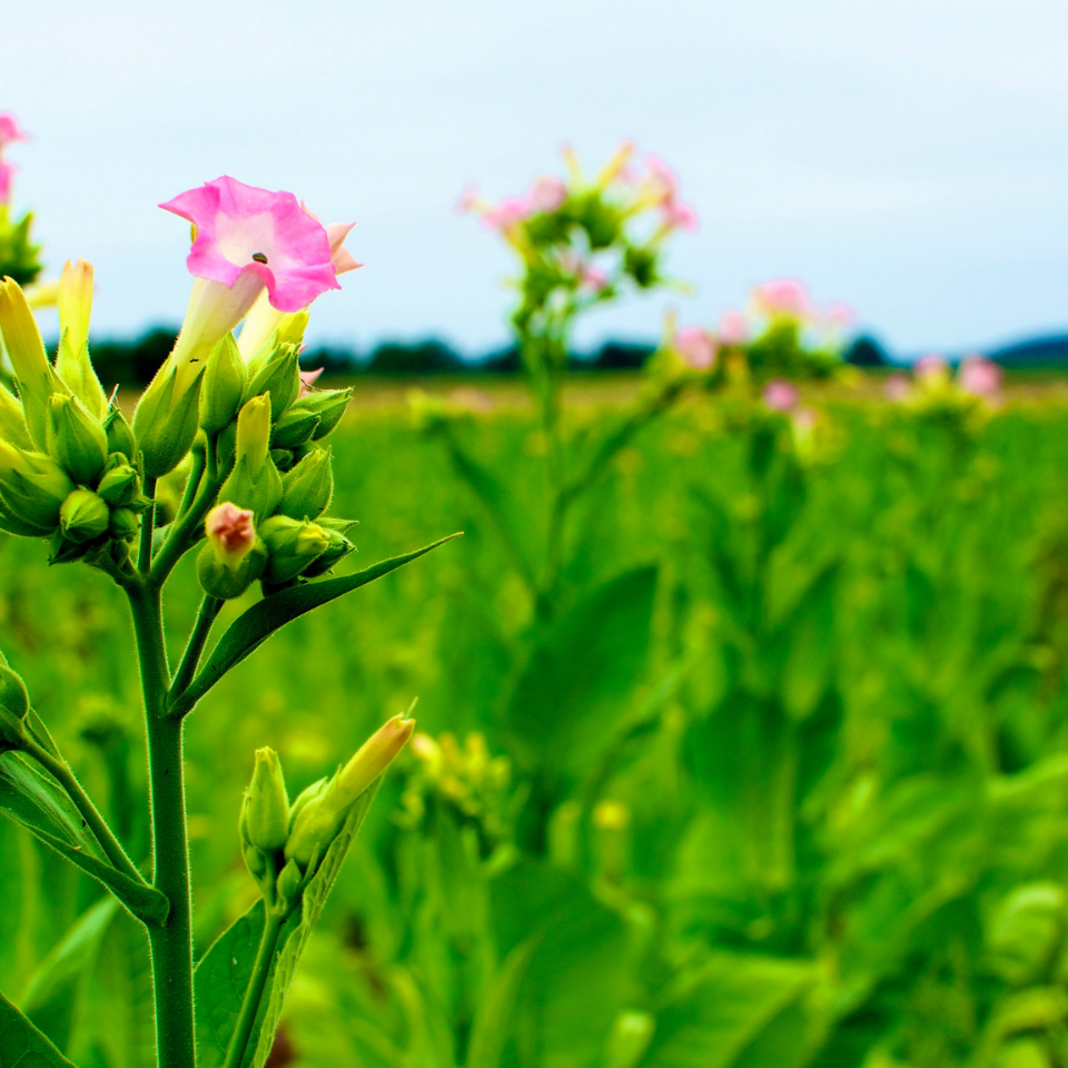 Tobacco seeds - Baiano - 50