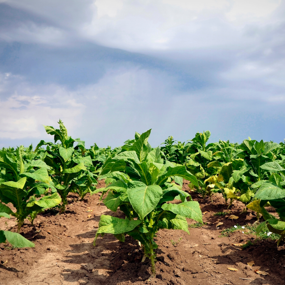 Tobacco seeds - Baiano - 50