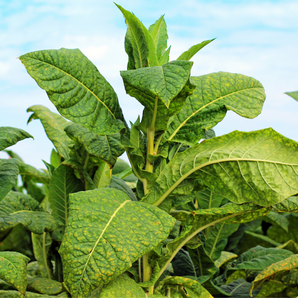 Tobacco seeds - Mnogolistny (Multi - leaf) - 100