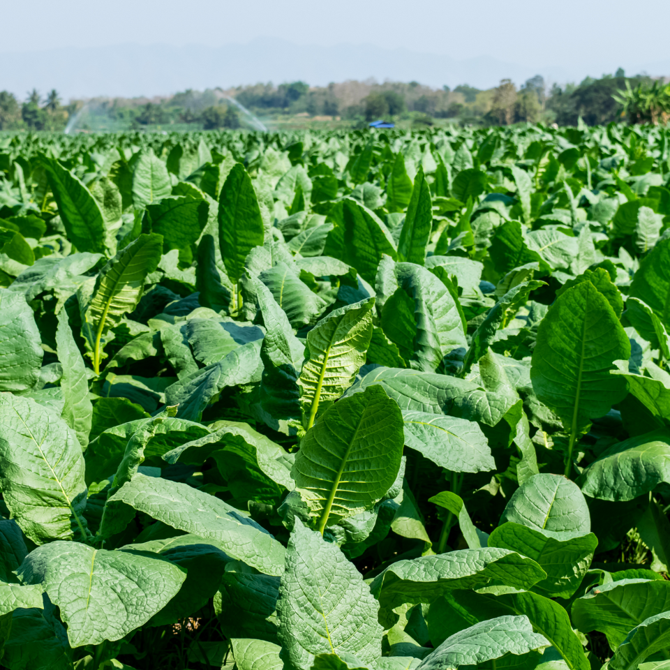 Tobacco seeds - Mnogolistny (Multi - leaf) - 300