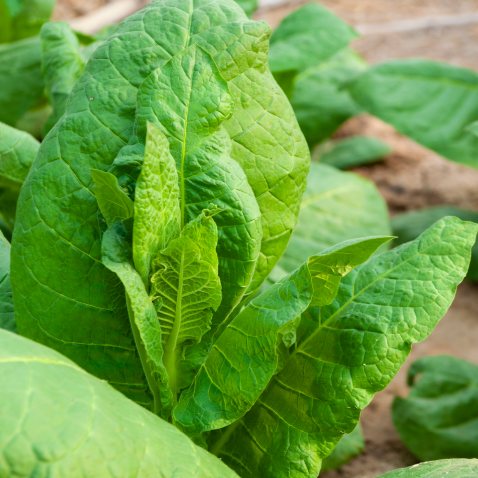 Tobacco seeds - Mnogolistny (Multi - leaf) - 300