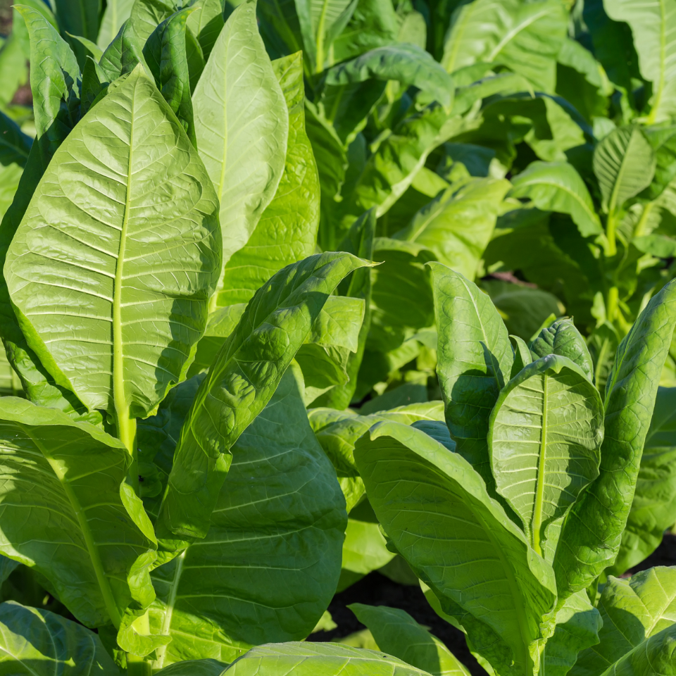 Tobacco seeds - Mnogolistny (Multi - leaf) - 300