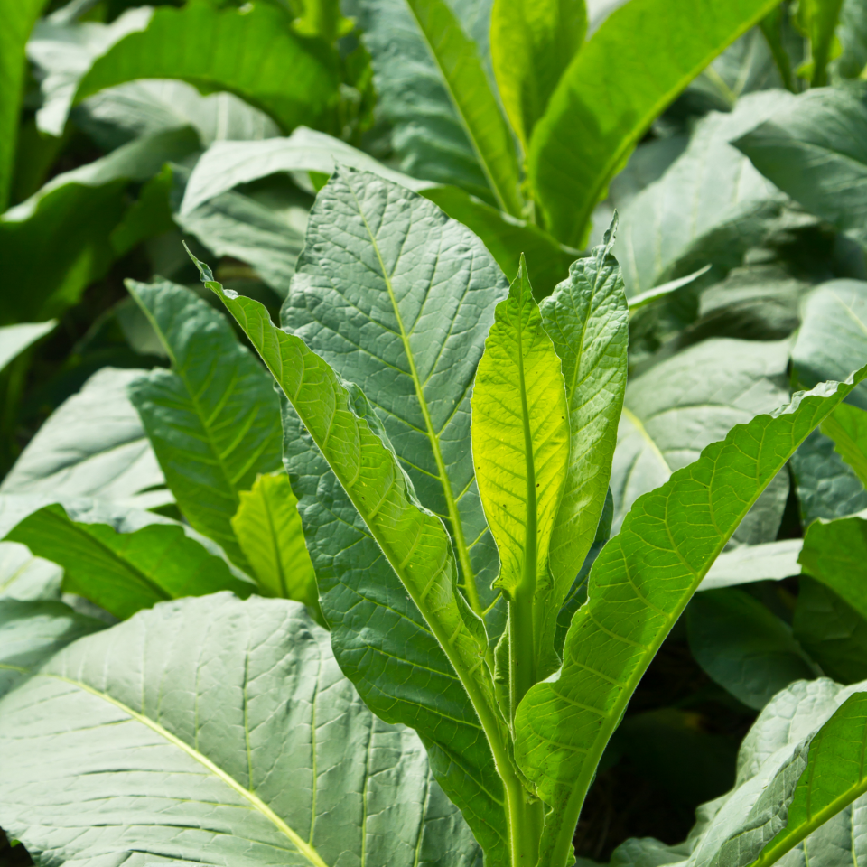 Tobacco seeds - Paris Wrapper - 50