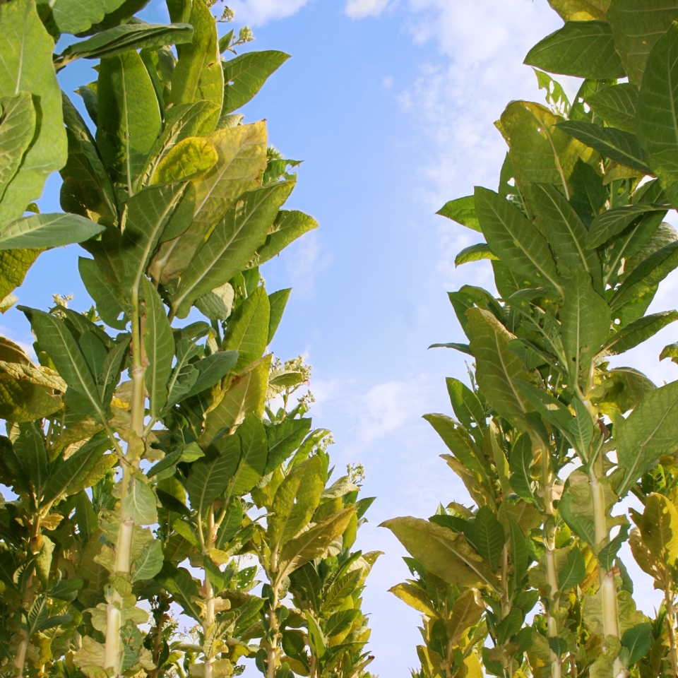 Tobacco seeds - Papante - 100